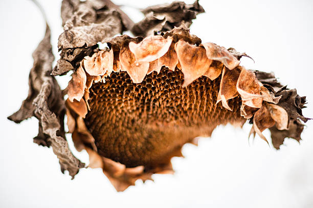 istock Withered sunflower head in winter 475035738