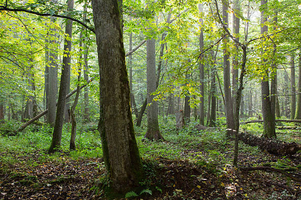 istock Old natural deciduous stand in morning 475035784