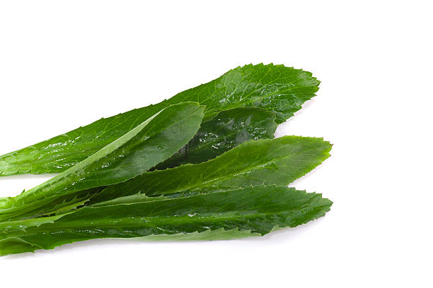 istock long coriander leaves on white background 475036170