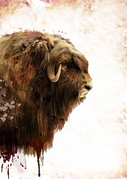 istock Muskox Watercolor 475036198