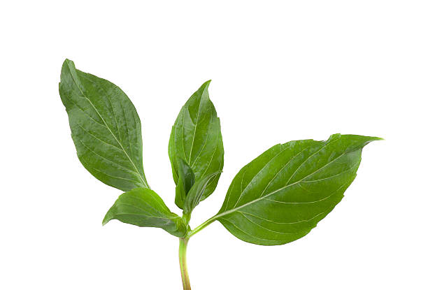 istock Sweet Basil isolated on a white background 475036528