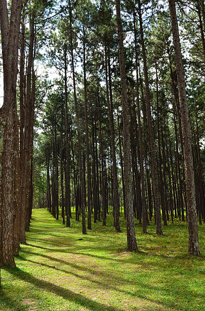 istock View of a Pine Plantation 475037914
