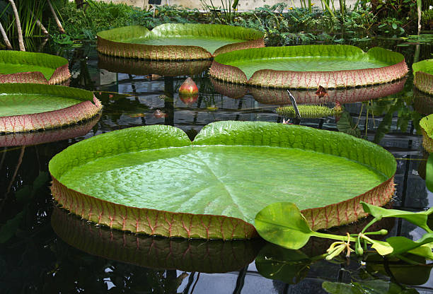 victoria regia - royal botanical garden stock-fotos und bilder