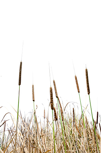 An image of cattail and blue sky as background
