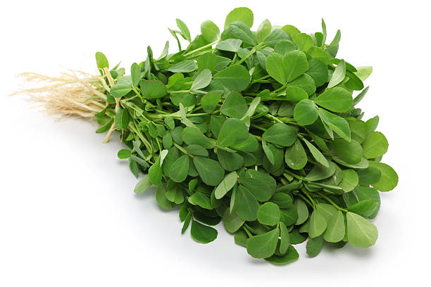 methi, fenugreek leaves stock photo