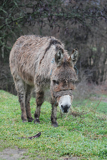 istock Poor wet donkey on the rain 475041446