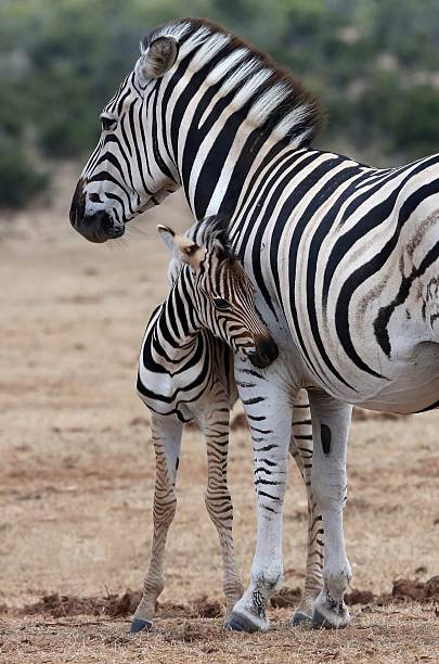 istock Baby Zebra and Mother 475041749