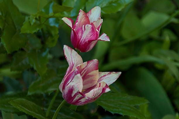 istock Red stripe tulip in garden at spring 475042014