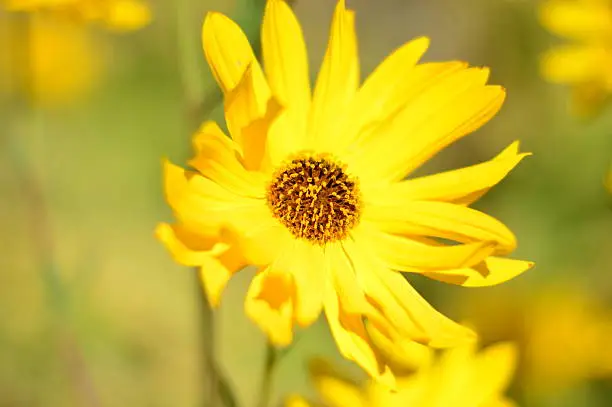 Close up of a yellow summer flower with other yellow flowers andnfoliage in the background.