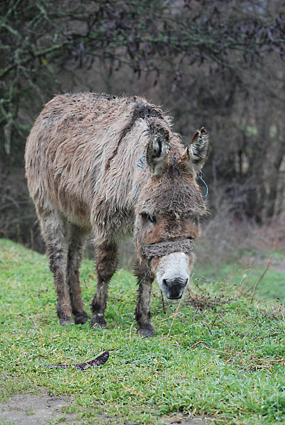 istock Poor wet donkey on the rain 475043578