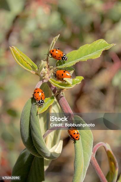 Ladybugs Stock Photo - Download Image Now - 2015, Animal, Animal Wildlife