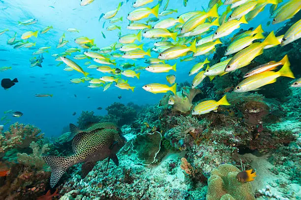 Photo of Sweetlips Join The Snapper Party, Raja Ampat, West Papua, Indonesia