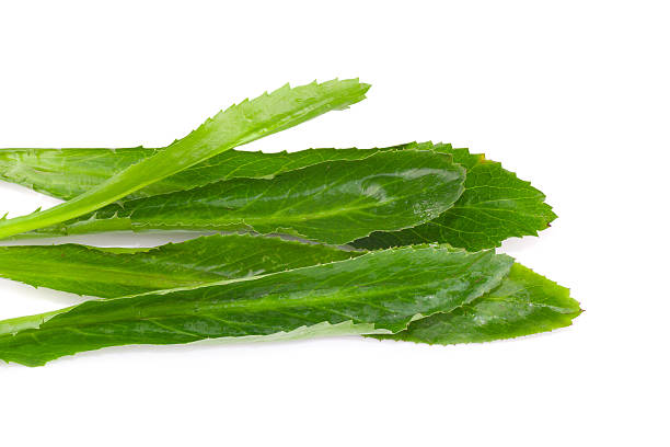 istock long coriander leaves on white background 475044290