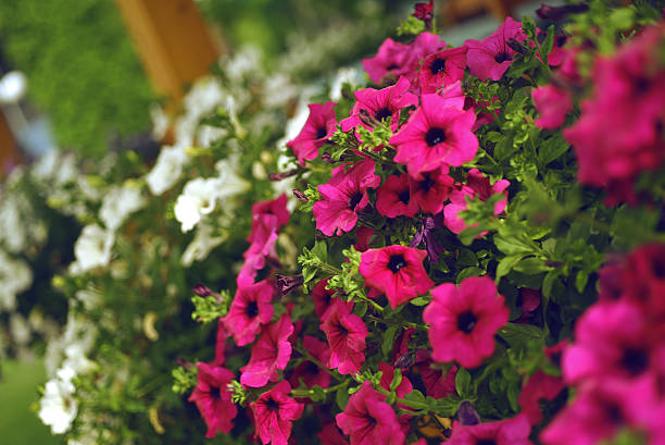 istock Pink and White Petunias 475044396