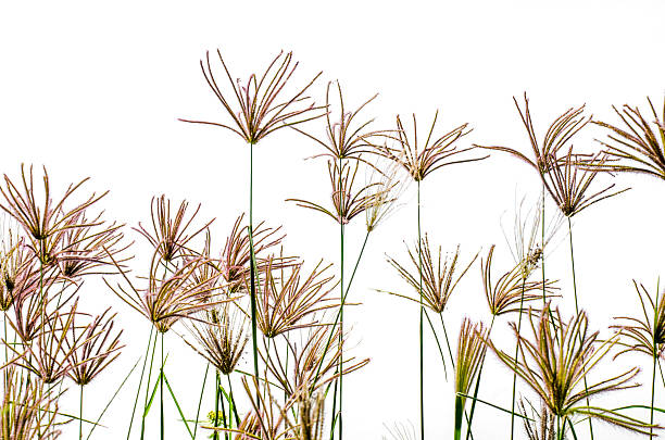 istock Wils grasses and blue sky 475044878