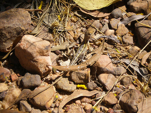 lizard no cerrado australiano - lizard landscape desert australia - fotografias e filmes do acervo