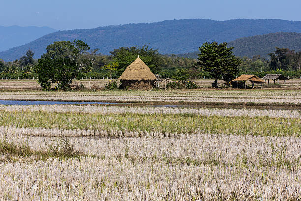 istock Dry field in Thailand 475045710