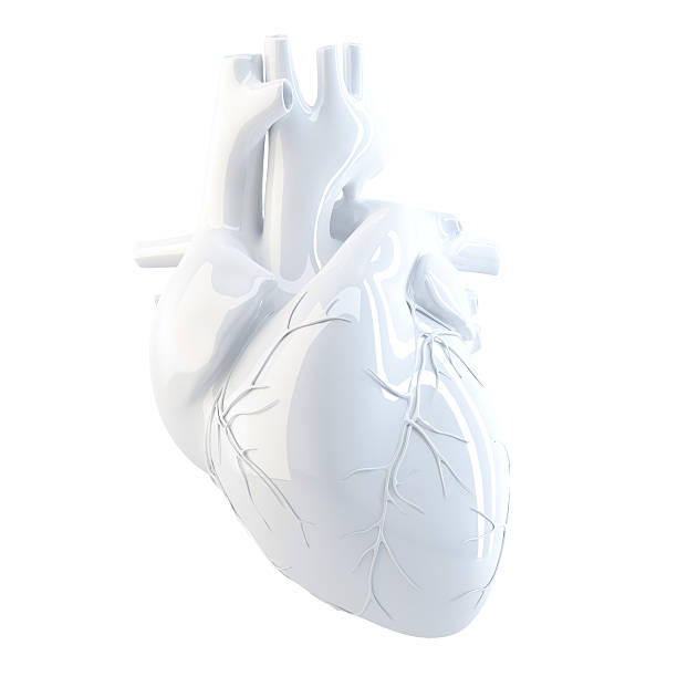 cuore umano.   rendering 3d.   isolato, contiene clipping path. - cuore umano foto e immagini stock