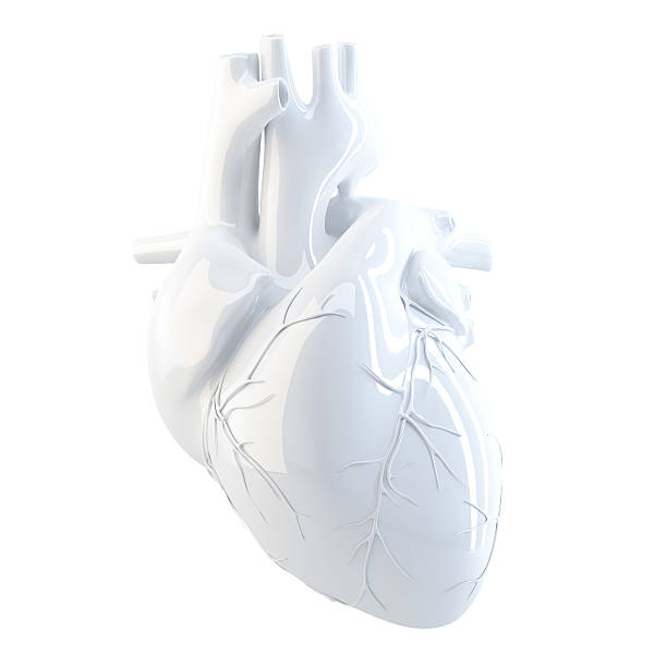 serce człowieka.   3 d renderowania.   pusta, zawiera ścieżka odcinania. - human heart zdjęcia i obrazy z banku zdjęć