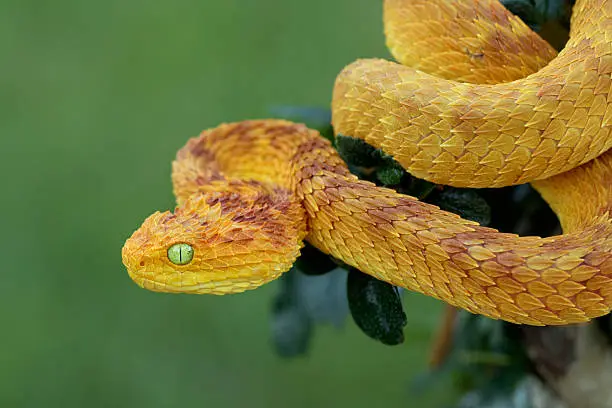 Rare Variable Bush Viper (Red/Yellow Phase) in Rainforest