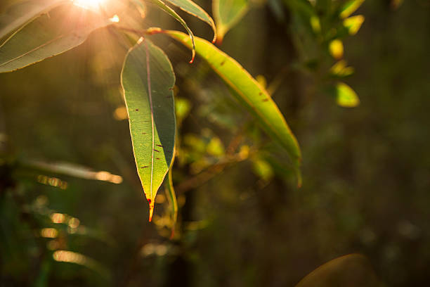 luce del sole attraverso le foglie di eucalipto - eucalyptus eucalyptus tree leaf tree foto e immagini stock