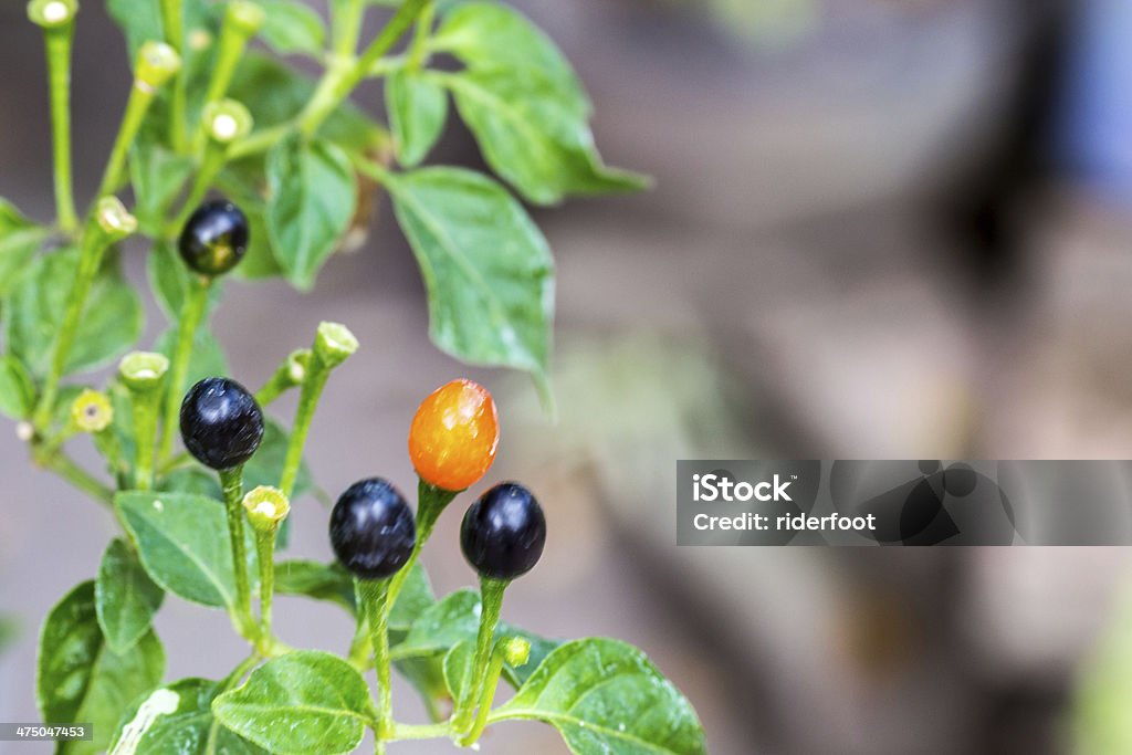 Muito pequeno chili em planta - Foto de stock de Agricultura royalty-free