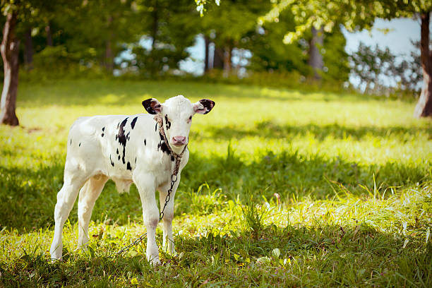 Bull-calf stock photo