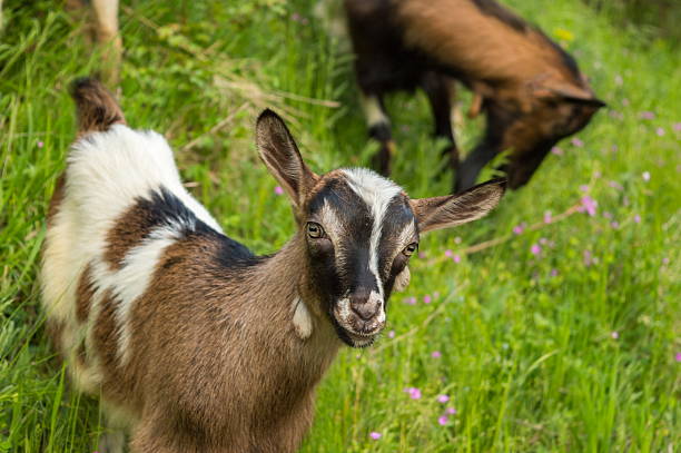 istock Young goat in the field 475049786