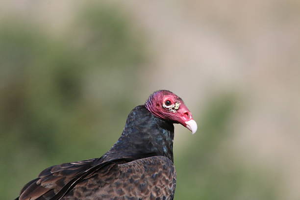 istock Turkey Vulture Close-Up - Texas 475049840
