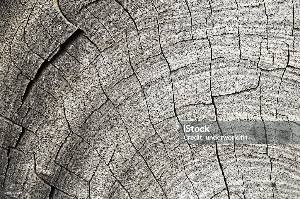 Wood Pattern Trunk Texture Stock Photo - Download Image Now - Animal ...