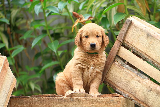 istock Cute Golden Retreiver Puppy 475051927
