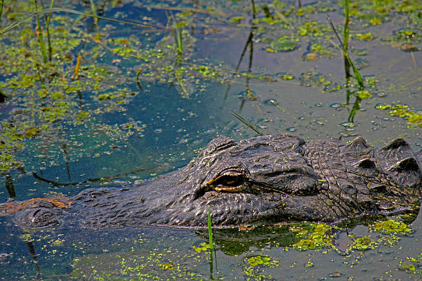istock Aligator Swiming On A Pond 475052067