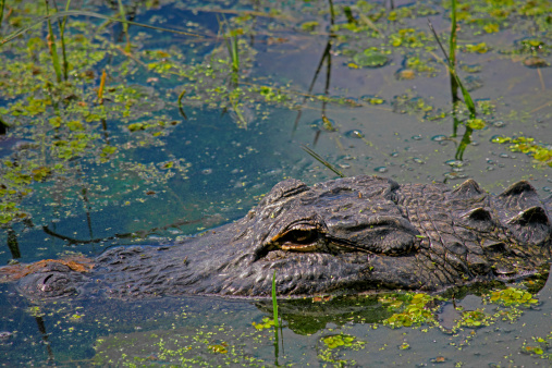 Florida Alligator swimming on a pond at Six Mile Cypress Slough Preserve, Fort Myers - FL.