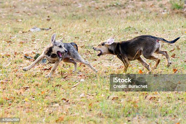 Dog Catching Another One Stock Photo - Download Image Now - Agricultural Field, Animal, Autumn