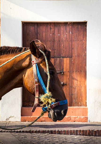 horse with head hidden inside pink colonial house