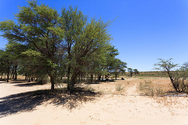 Kgalagadi Panorama with lion from Kgalagadi National Park, South Africa safari animals lion road scenics stock pictures, royalty-free photos & images