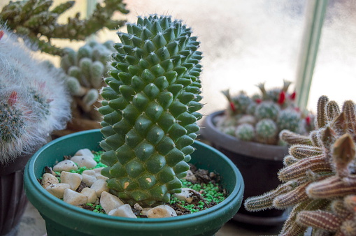 Potted cactus among other cactuses indoors