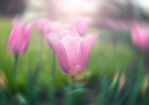 istock pink tulips,flower background 475053970