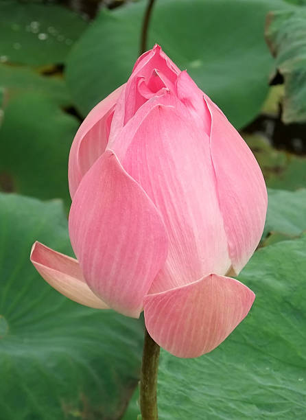 istock Pink lotus flower before it blooms 475054072