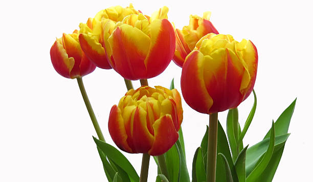 istock Red and yellow tulips on white 475056460
