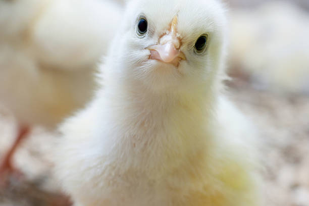 Adorable Baby Chicken looking at camera stock photo