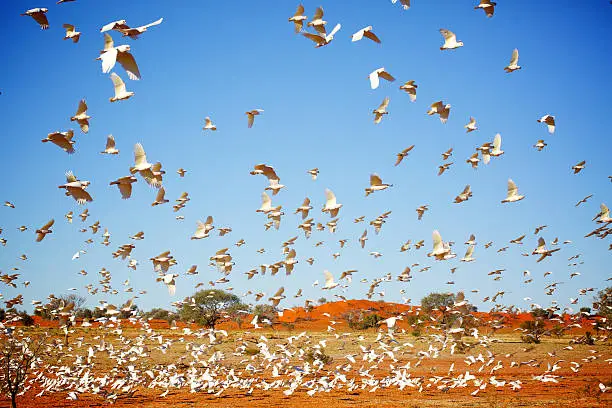A flock of little corellas in the outback of Queensland, Australia in the red dirt desert.