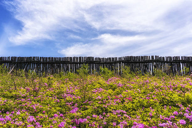 Field of Royal Azalea on Daegwallyeong mountain range in Gangneung, South Korea along Baugil.