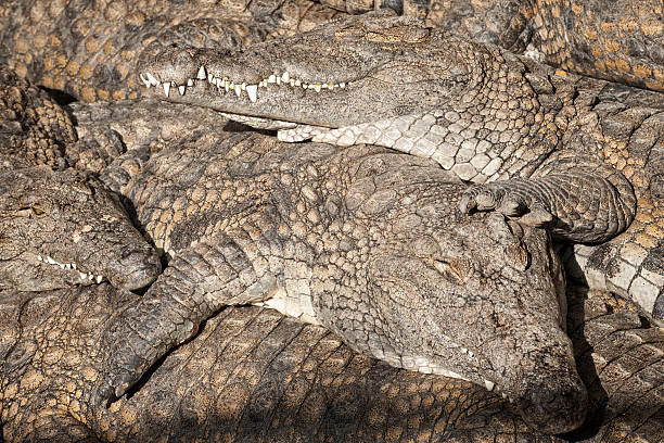 istock Land of crocs 475057625