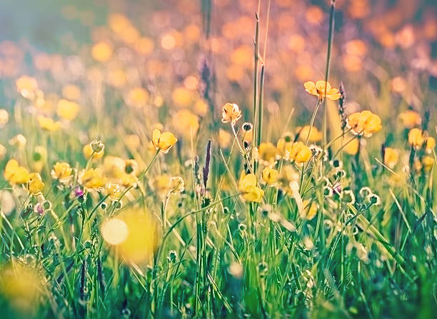 istock Little yellow meadow flowers 475057732
