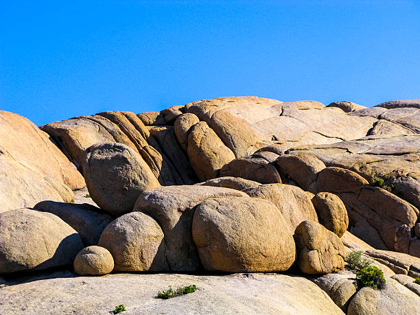 istock joshua tree with rocks in Joshua tree national park 475058356