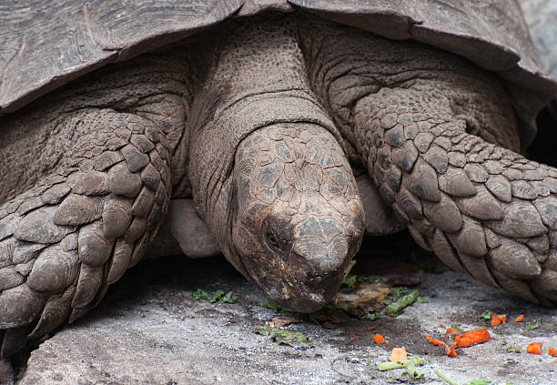 istock Giant Tortoise Eating Vegetables 475059493
