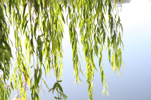 Weeping willow leaves in spring