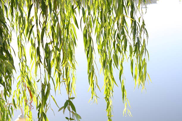 wierzba płacząca liście - willow leaf weeping willow willow tree tree zdjęcia i obrazy z banku zdjęć