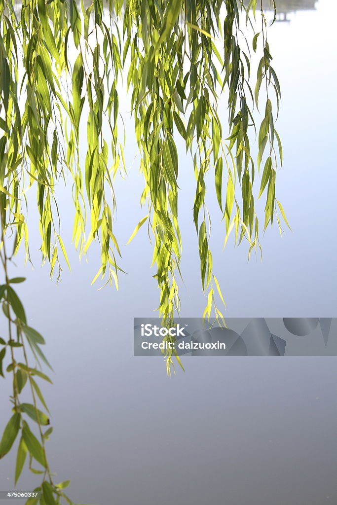 Saule pleureur feuilles - Photo de Saule pleureur libre de droits